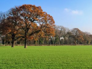 Autumn trees in Chorley