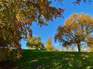 Autumn Trees in Cholmondeley