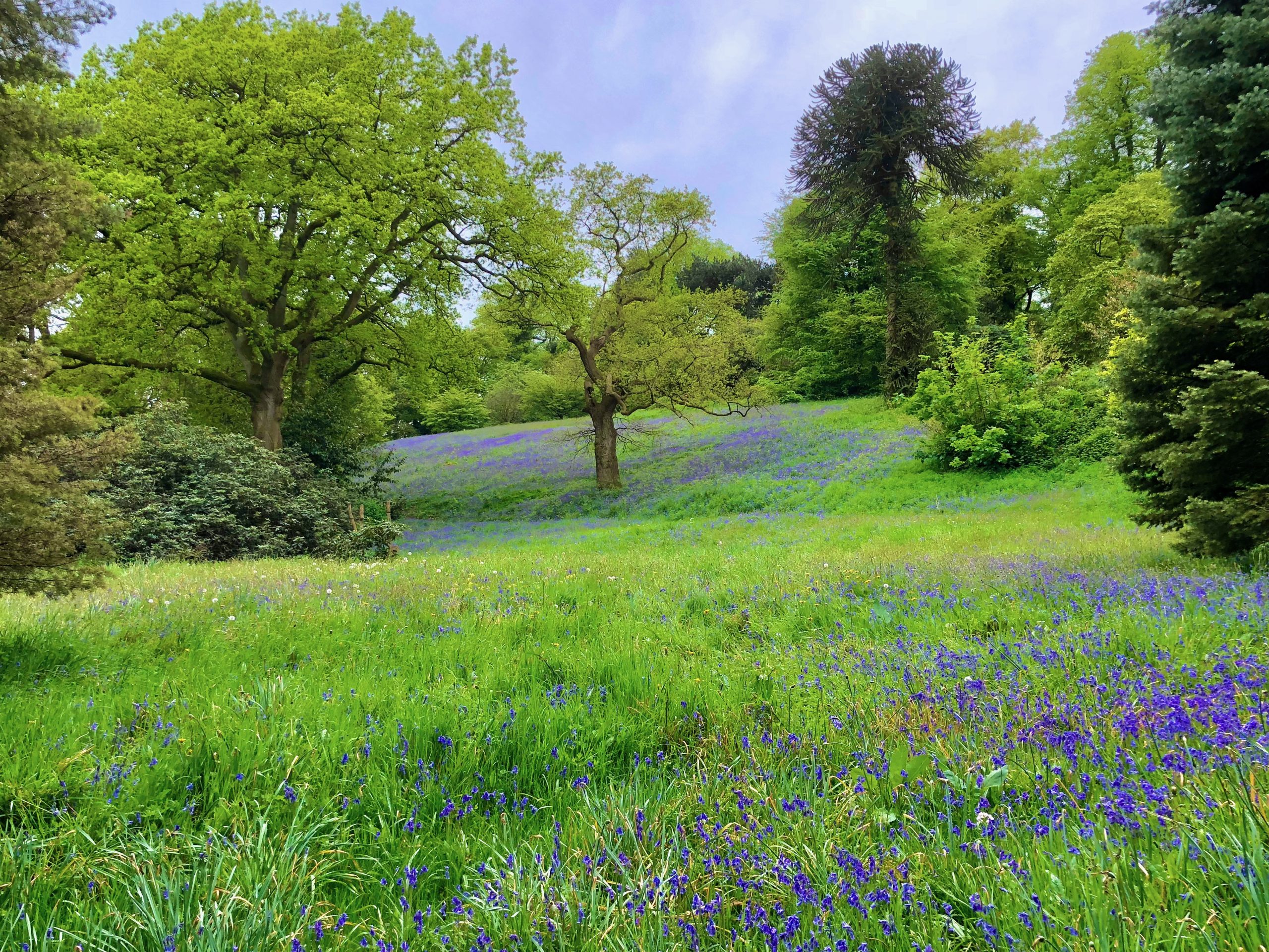 Bluebells in Cholmondeley