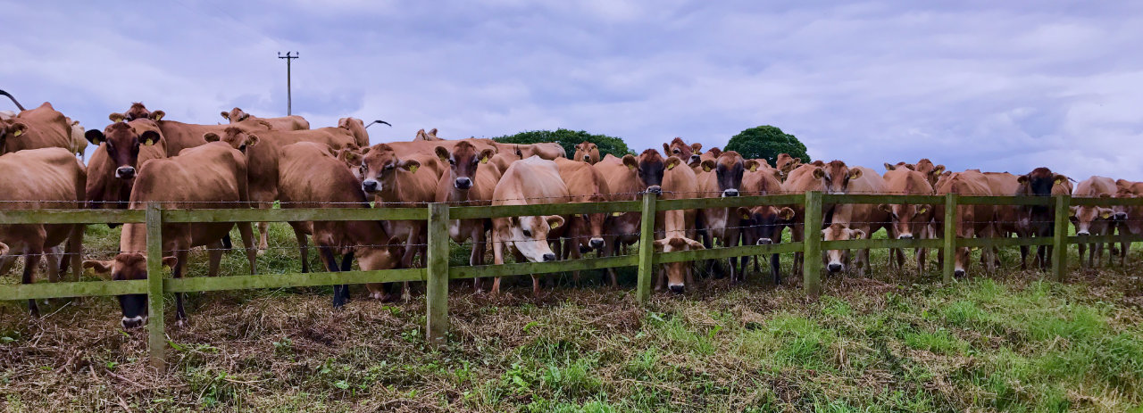 Dairy Cows in Cholmondeley