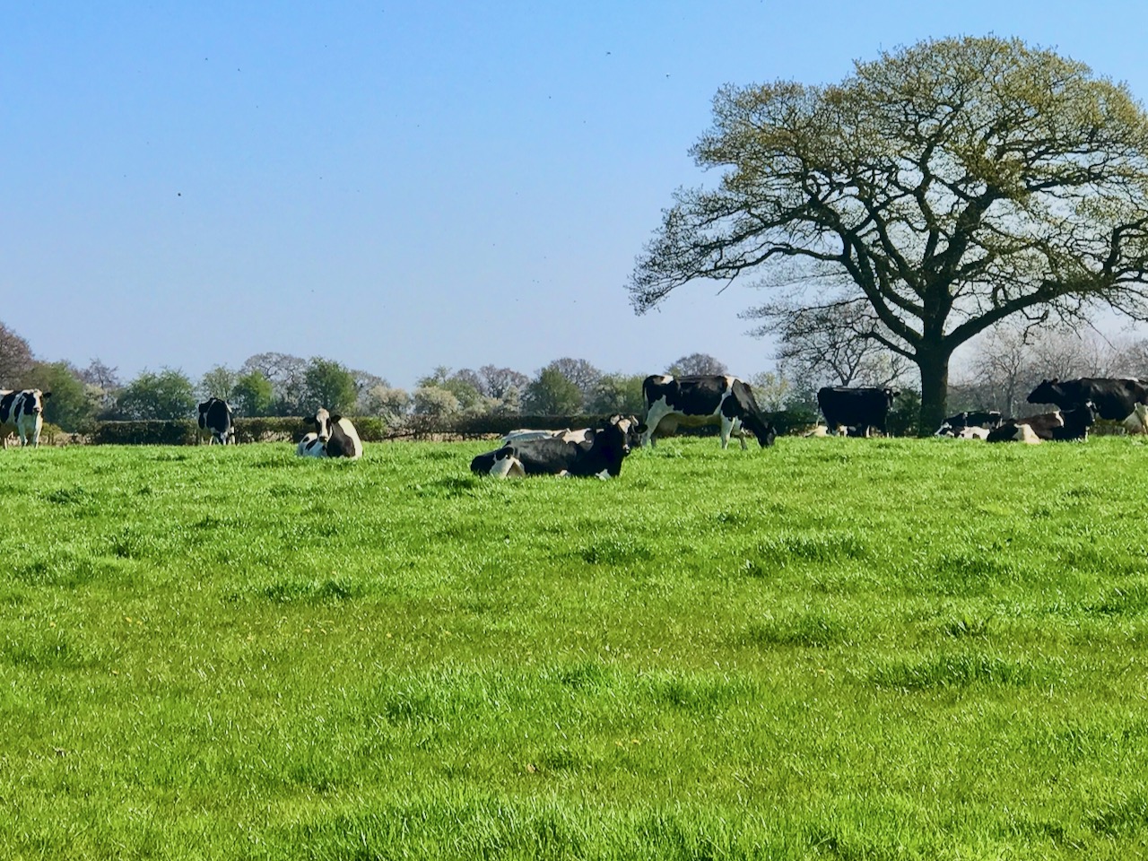 Dairy Cows in Chorley