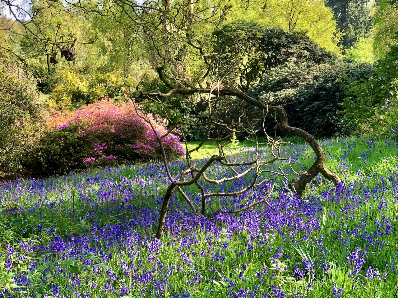 Late Spring in Cholmondeley