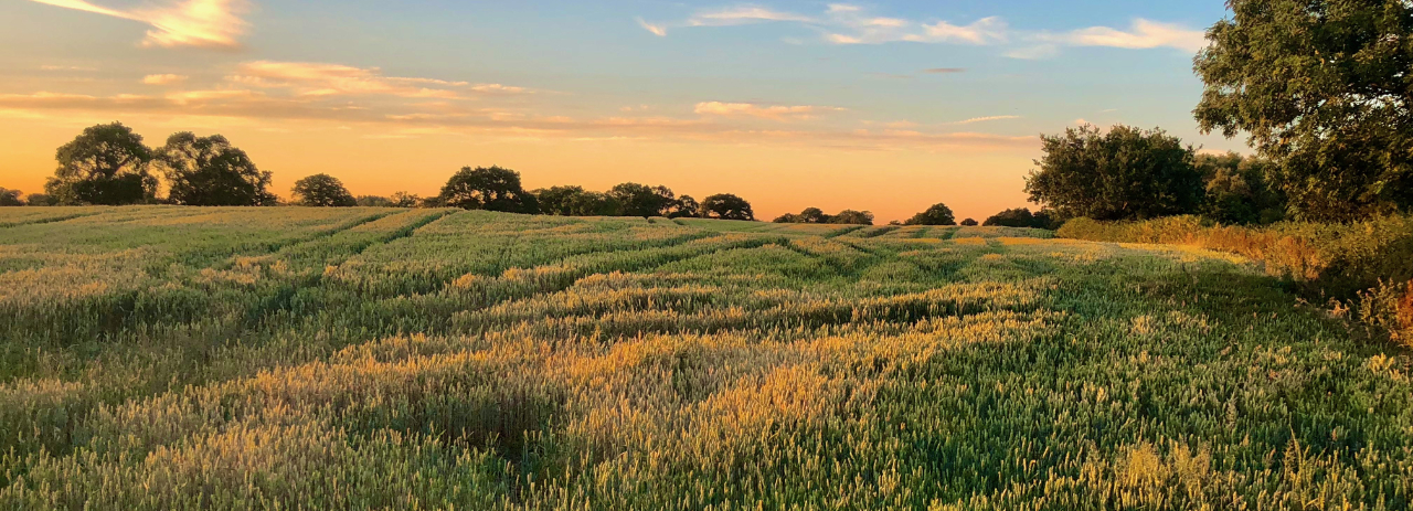 Summer evening in Chorley