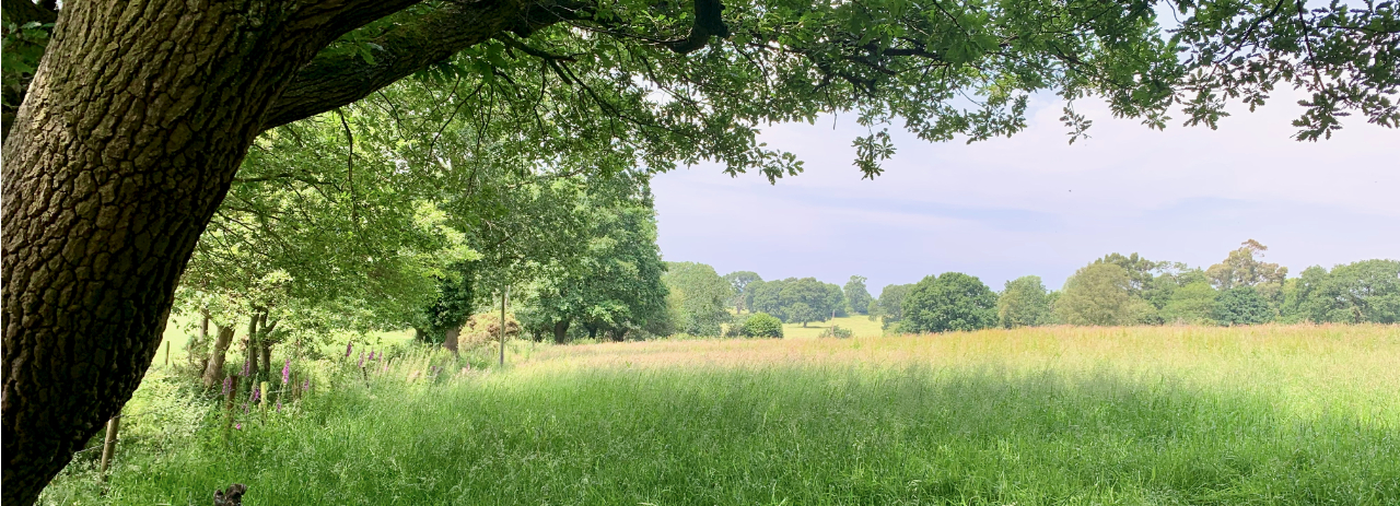 Cholmondeley meadow in summer