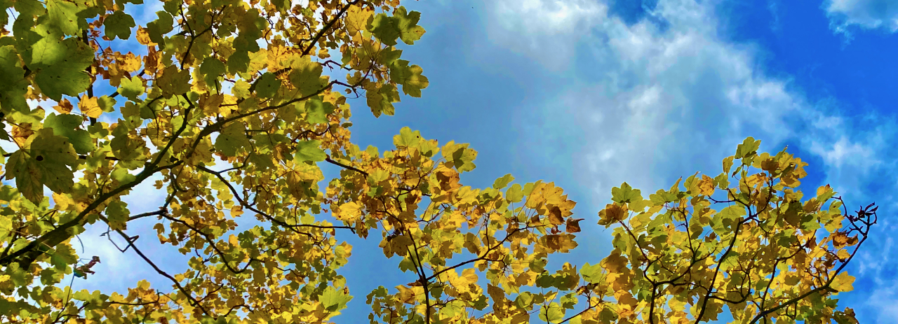 Autumn Leaves in Chorley