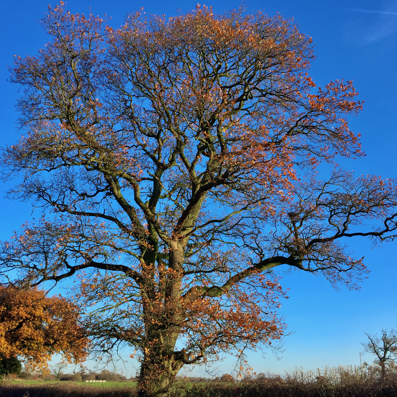 Autumn Tree in Cholmondeley