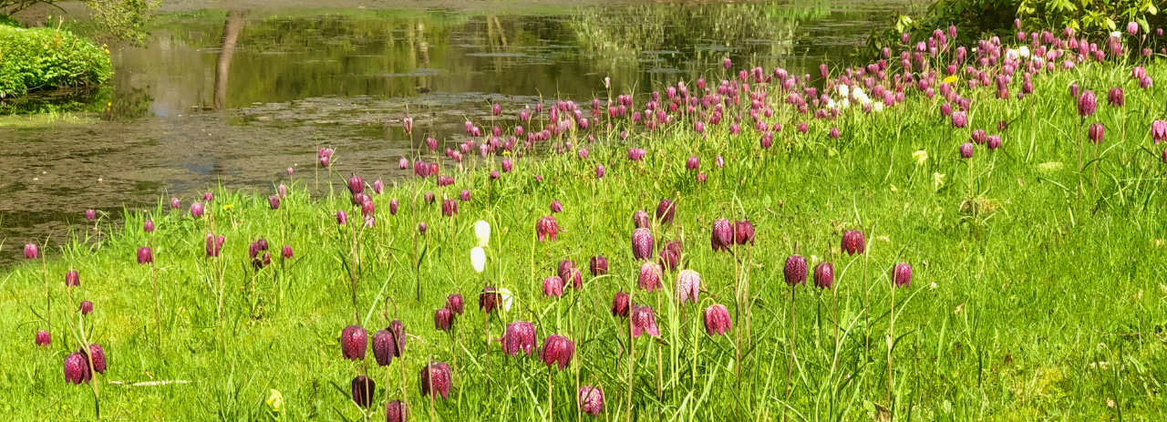Fritillaries in Cholmondeley