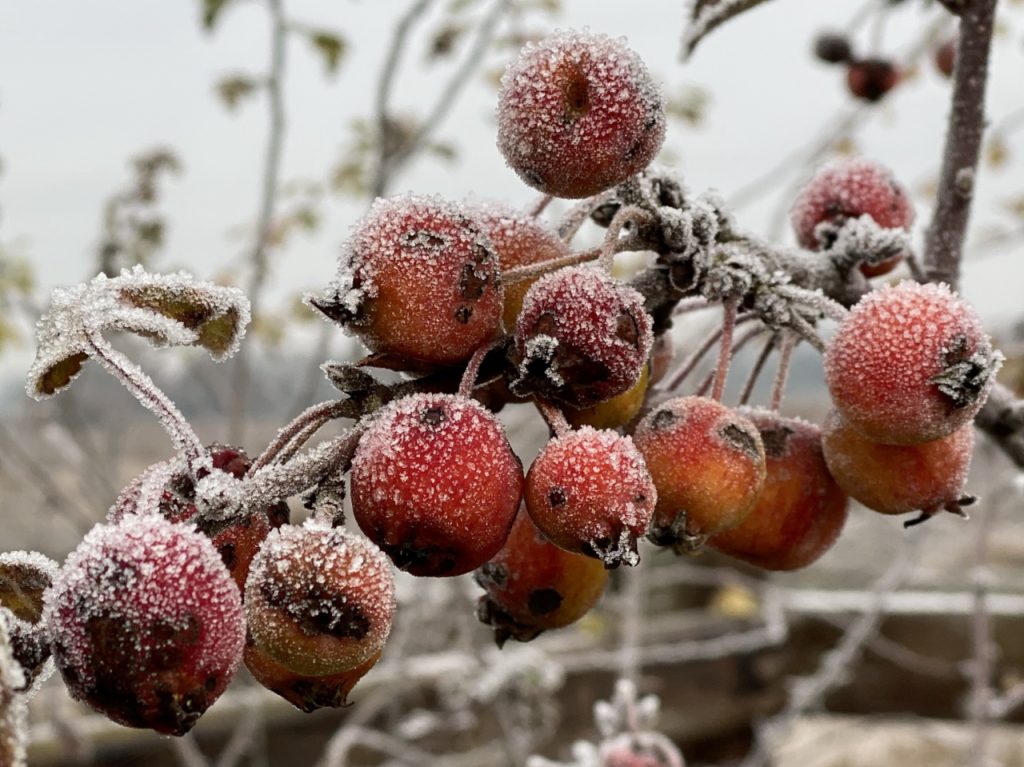 Frost Covered Crab Apples