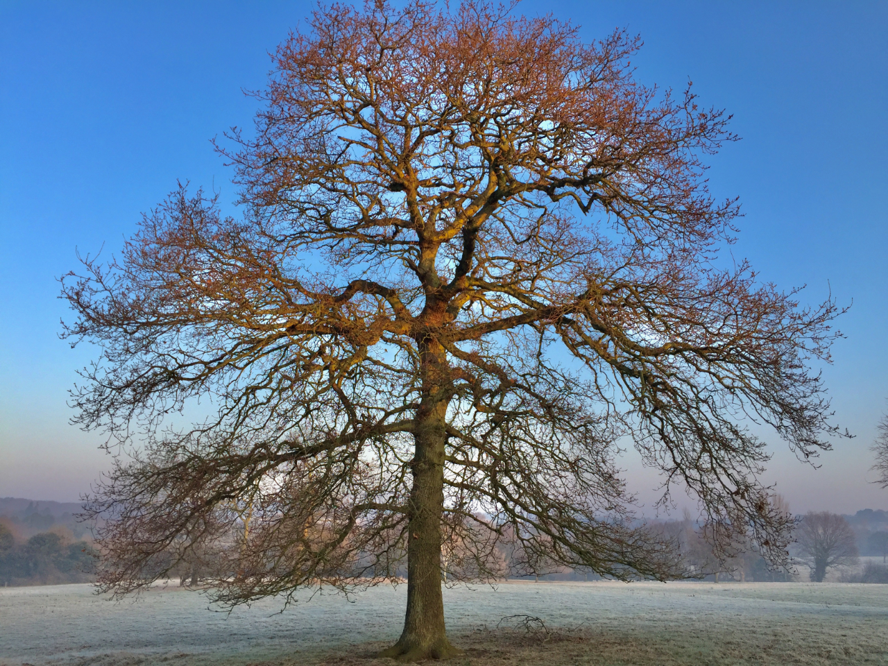 Tree Catching Winter Sun in Chorley